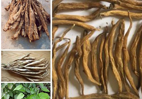 Dược liệu Bách bộ - Dược liệu Ninh Hiệp