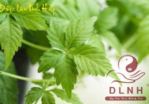 Dược liệu Giảo cổ lam - Dược Liệu Ninh Hiệp