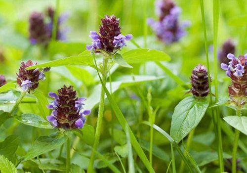 HẠ KHÔ THẢO - DƯỢC LIỆU NINH HIỆP