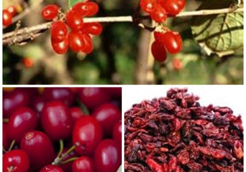 Dược liệu Sơn Thù Du - Dược liệu Ninh Hiệp