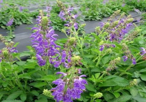 Dược liệu Đan sâm