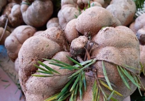 Dược liệu Bạch Linh - Dược Liệu Ninh Hiệp