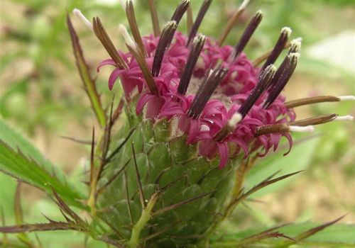 Vị thuốc Bạch truật - Dược liệu Ninh Hiệp