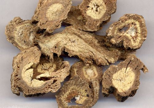 Vị thuốc Độc hoạt - Dược liệu Ninh Hiệp