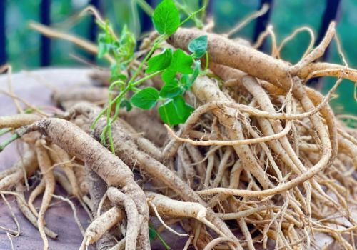 Vị thuốc Đảng sâm - Dược liệu Ninh Hiệp