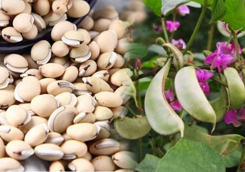 Vị thuốc Bạch Biển Đậu - Dược liệu Ninh Hiệp