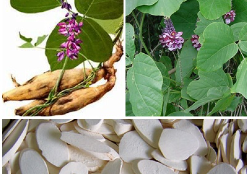 Vị thuốc Cát Căn - Dược liệu Ninh Hiệp