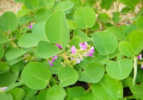 DƯỢC LIỆU KIM TIỀN THẢO - DƯỢC LIỆU NINH HIỆP