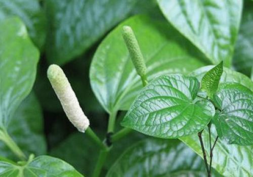 Vị thuốc Lá lốt - Dược liệu Ninh Hiệp