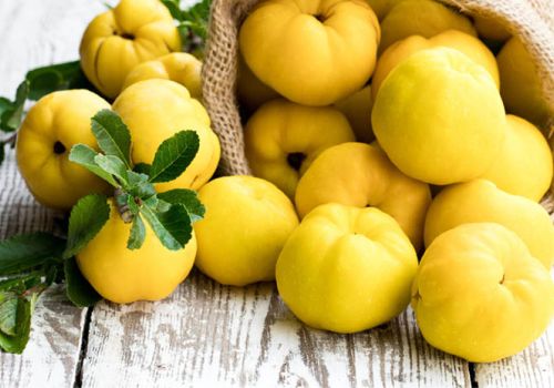 Dược liệu Mộc Qua - Dược liệu Ninh Hiệp