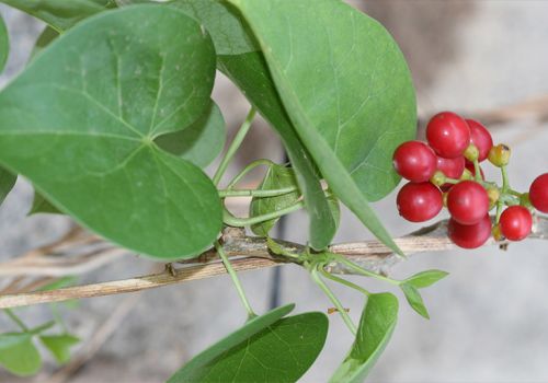 Dược liệu Dây Đau Xương - Dược liệu Ninh Hiệp