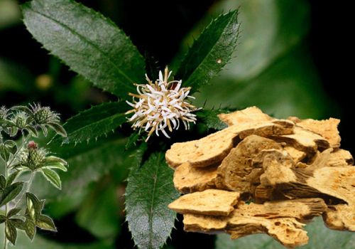 Vị thuốc Thương truật - Dược liệu Ninh Hiệp