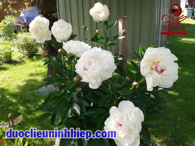 Bạch thược 4 copy