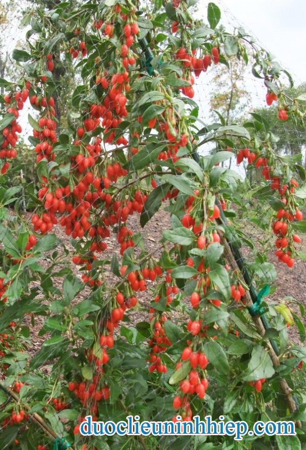 Câu kỷ tử cây - Copy copy