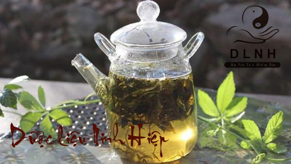 Giảo cổ lam2 copy