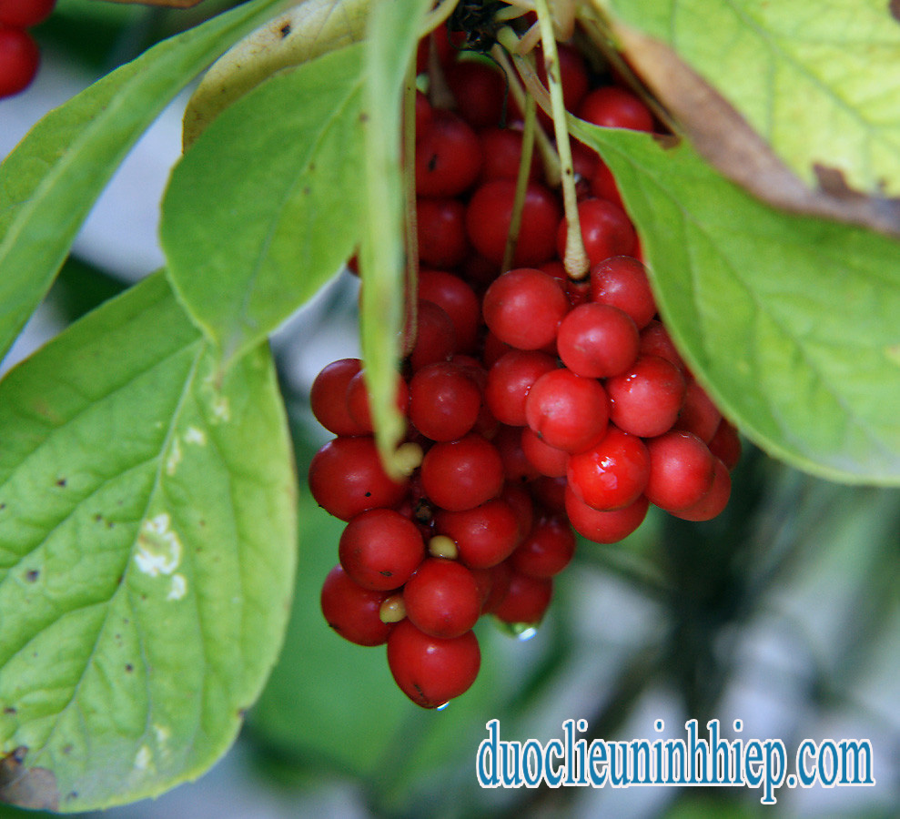 Ngũ vị tử cây 2 copy